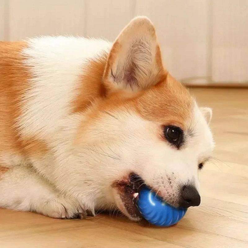 Bola interativa para cães - Preços ao Alcance