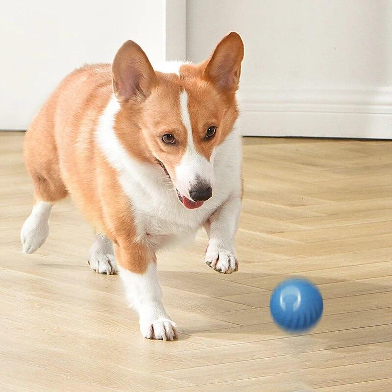 Bola interativa para cães - Preços ao Alcance