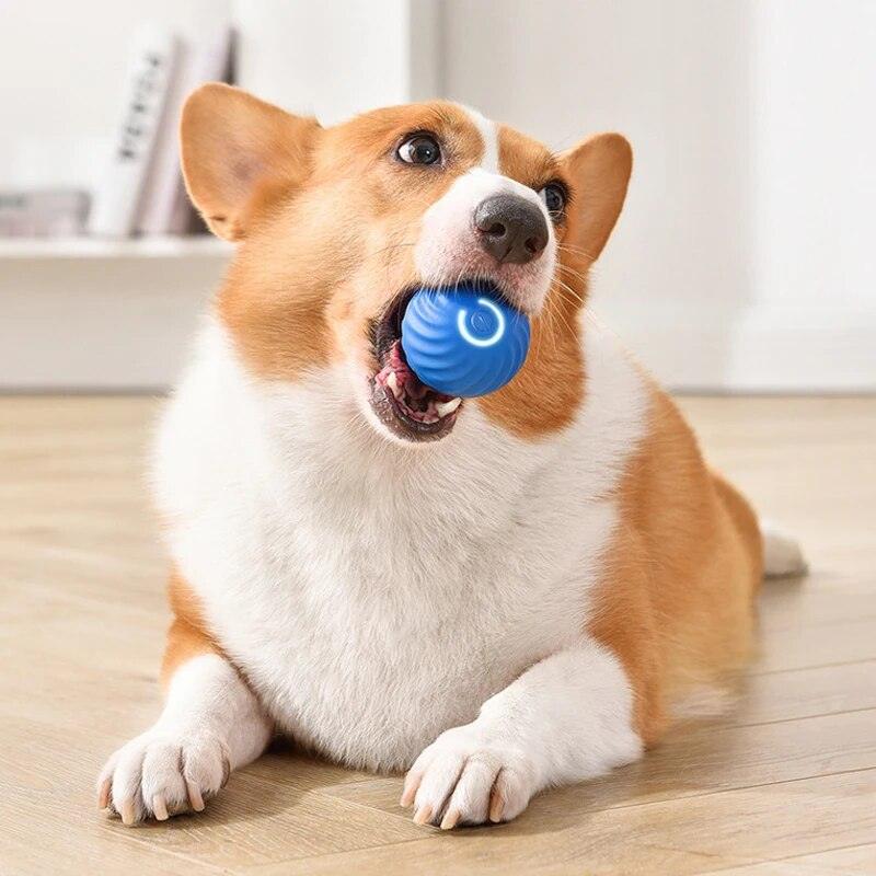 Bola interativa para cães - Preços ao Alcance